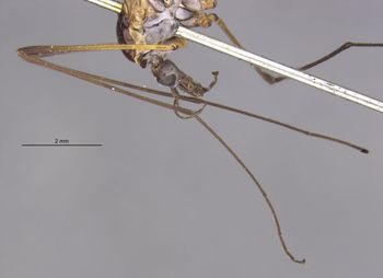 Media type: image;   Entomology 10330 Aspect: Leg
